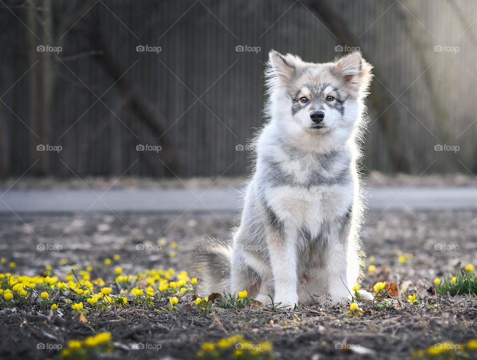 Portrait of a young Finnish Lapphund dog sitting among spring flowers