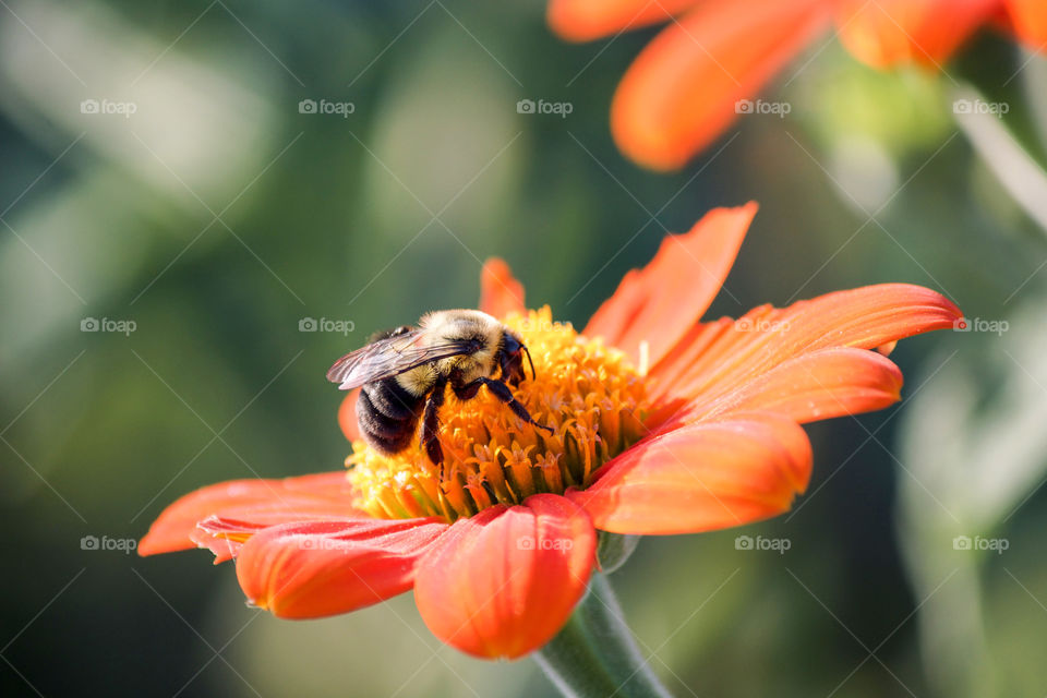 Bumblebee on flower 