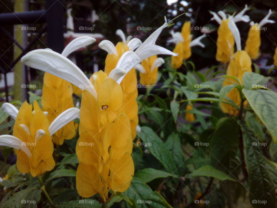 Tropical Flowers