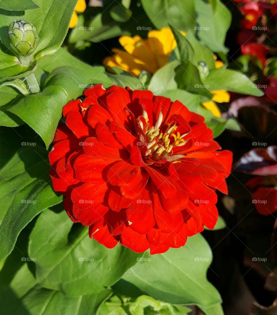 Zenia red bloom