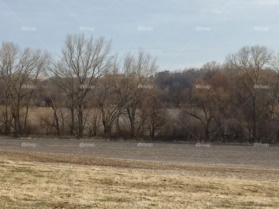 Trees covering rolling hills at the edges of farm fields 