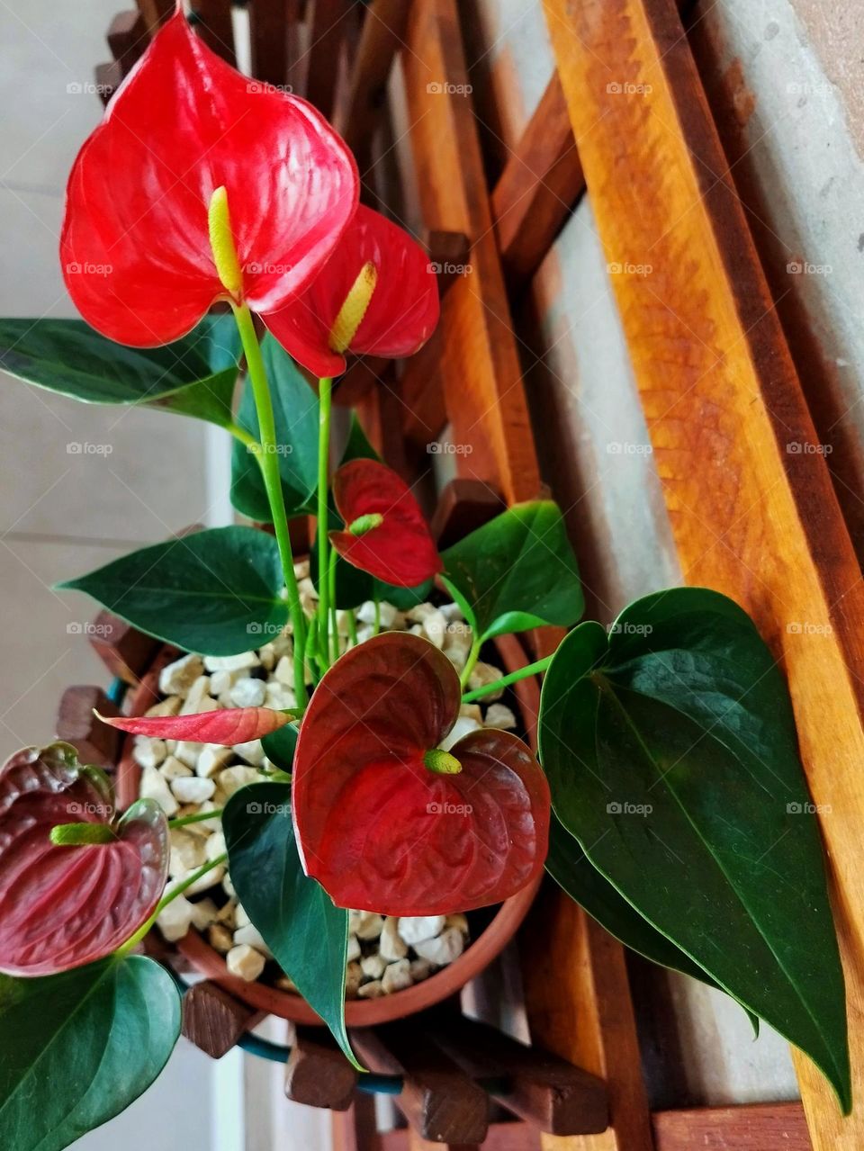 The beauty of the anthurium's red flowers with a yellow center, the smaller version can be planted in small pots and serves as an ornament in several rooms of the house.
Typical species is native to Colombia, scientific name: Anthurium andreanum.