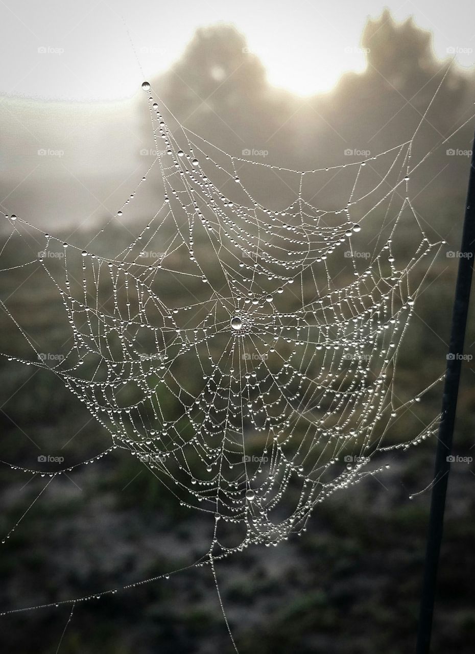 Dewey Spider Web