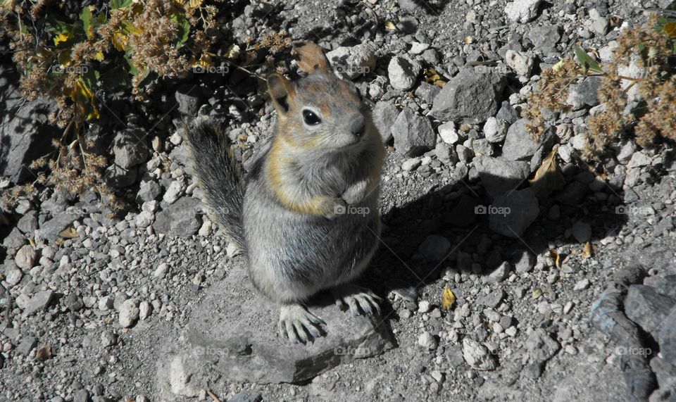 Ground squirrel
