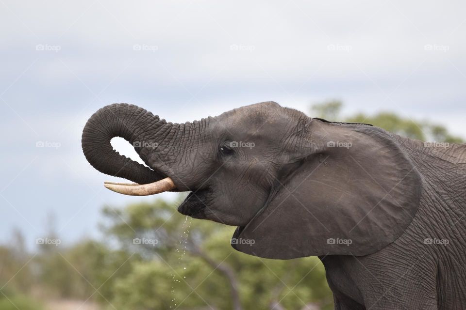 Elephant drinking water with trunk at the waterhole 