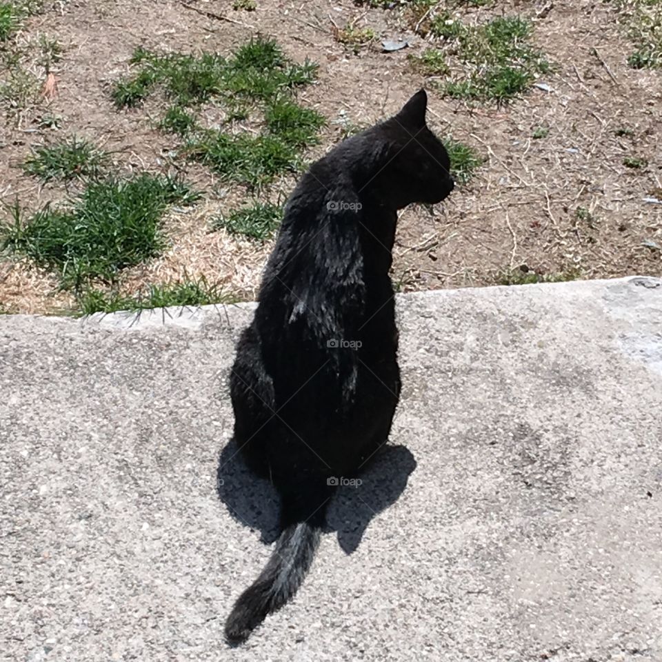 Black Cat Silhouette Looking Down on Kitty

My black cat was at the bottom of the stairs so I took this silhouette photo. I have a hard time taking a good pic of my black cat, Velvet!