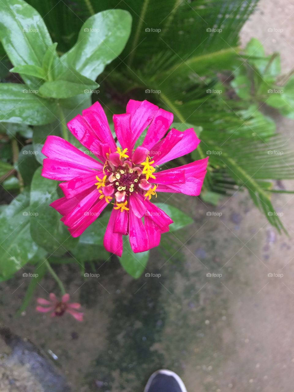 This flower is important because it was a rare glance of a lovely bloom when l visited the Philippines in 2017. 