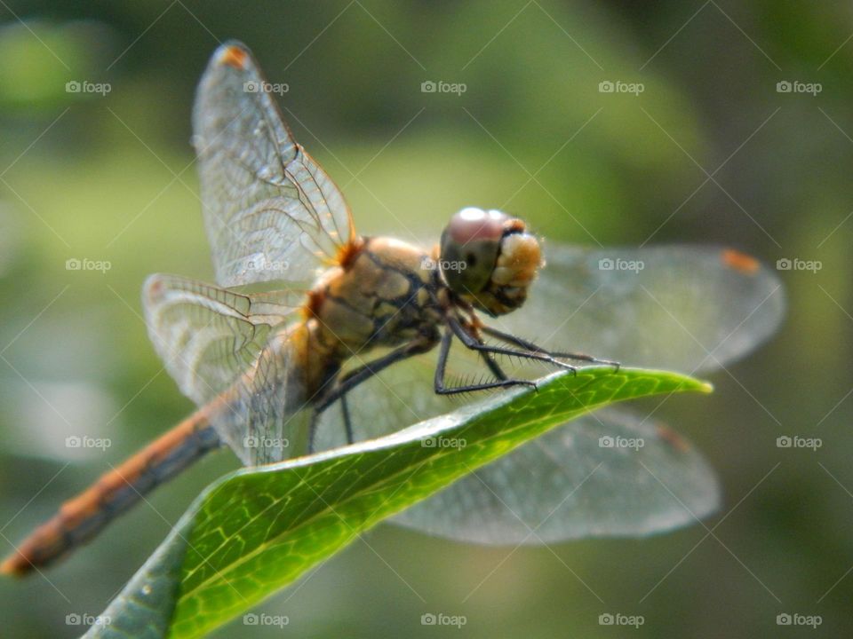 macro photo of a dragonfly sitting on a leaf of a tree