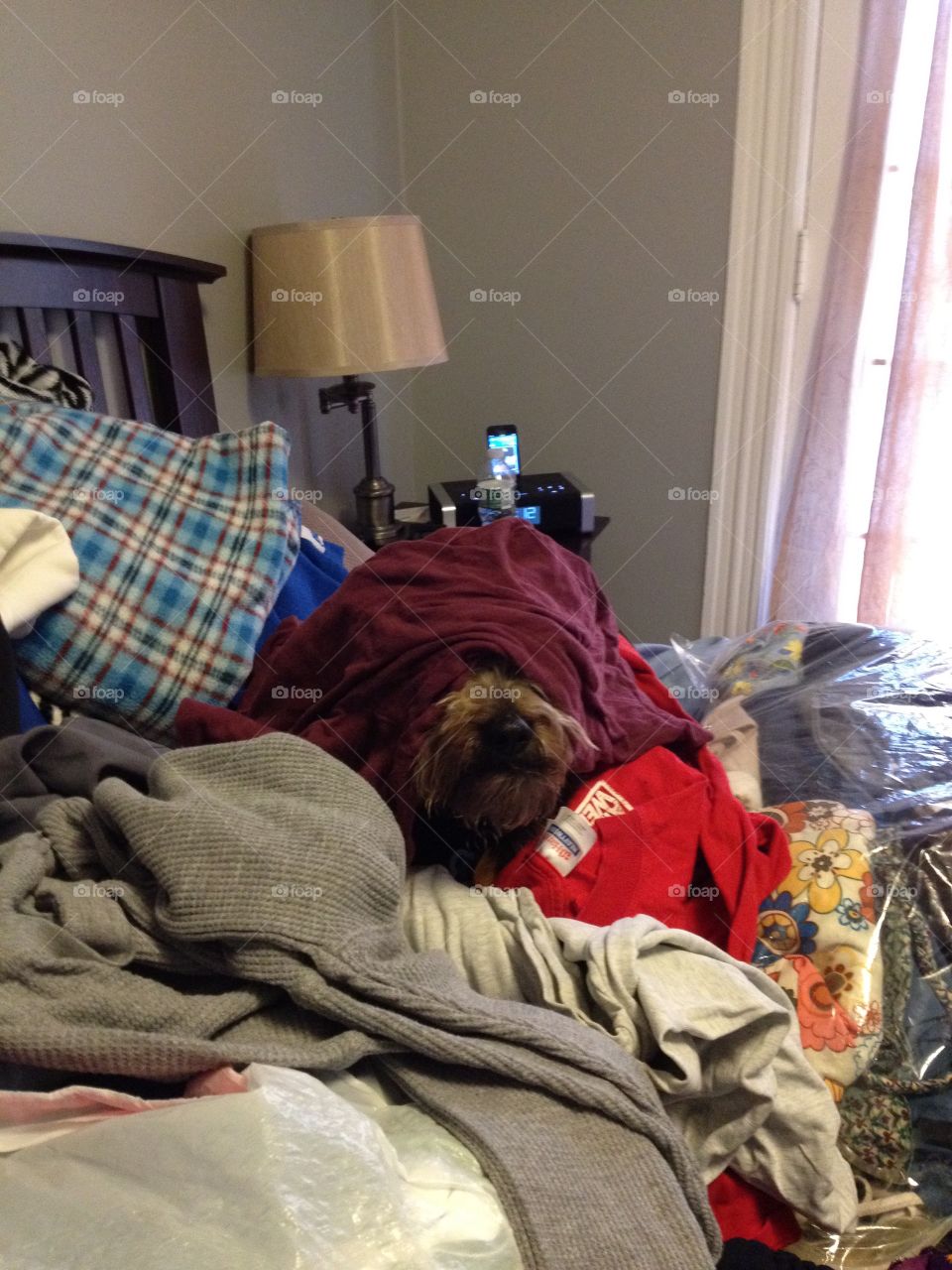 So tired that this shirt landed on his head during unpacking and he's still not gonna move 