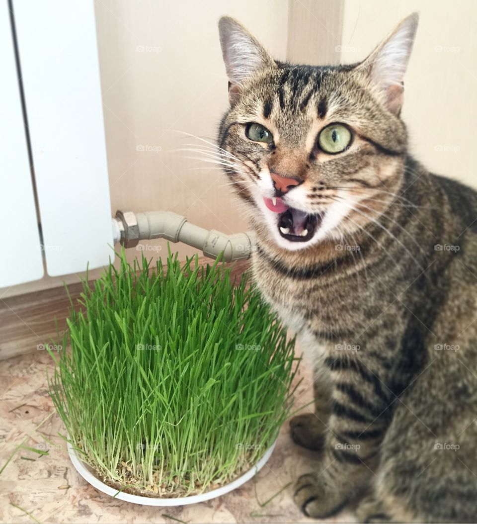 Happy cat with grass. Funny and cute photo