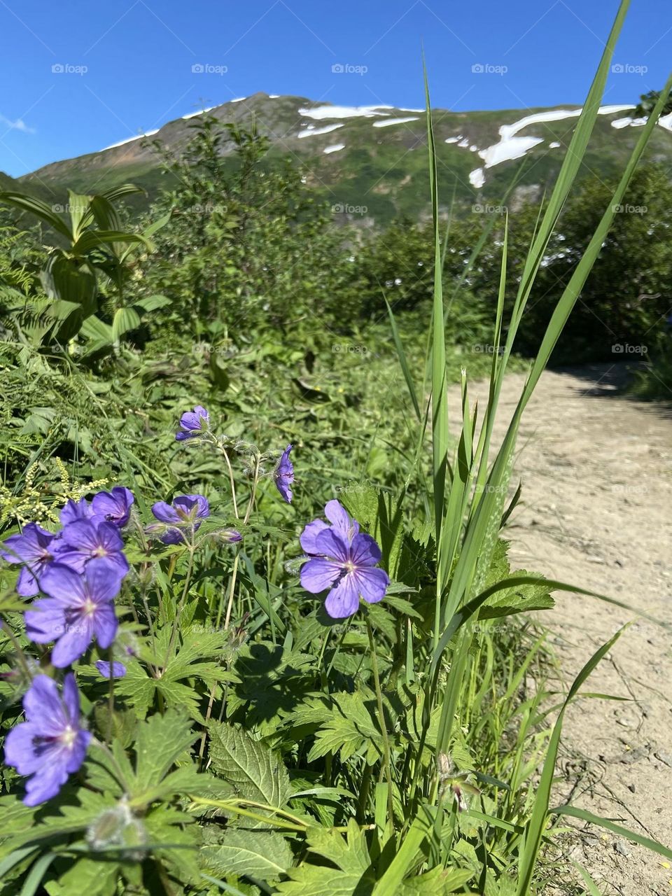 Purple springtime wildflowers in the warmth sun with snow melting on the mountaintop in the background.