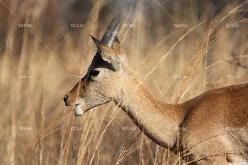 Impala in tall grass.