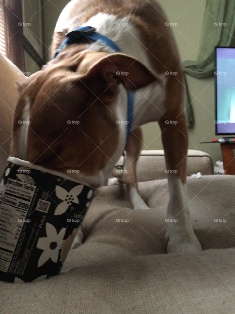 Pitbull loving some vanilla ice cream leftovers 