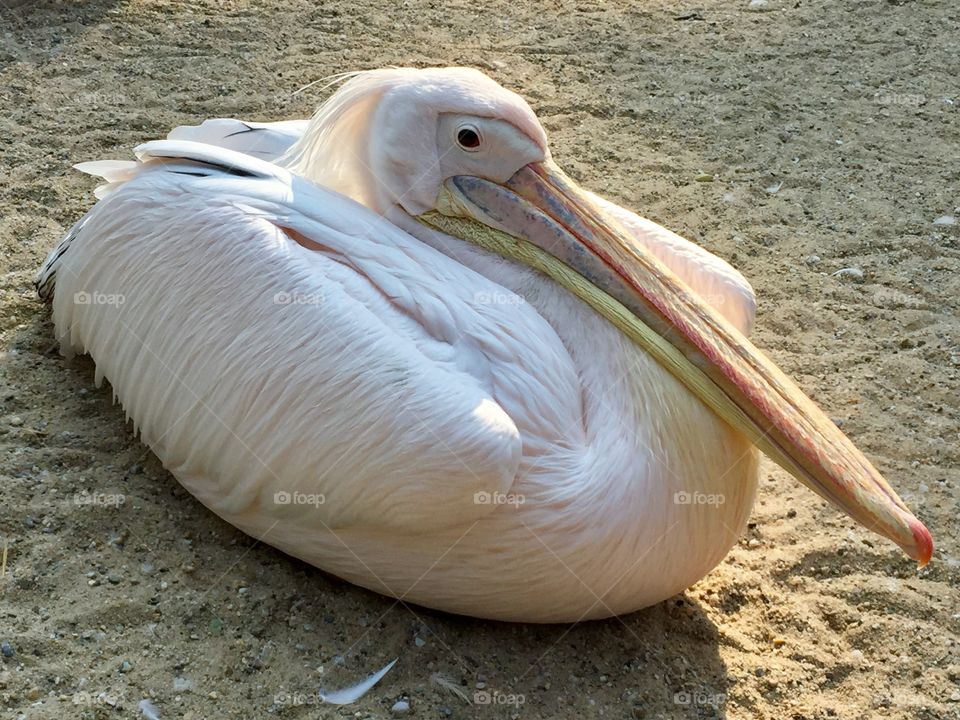 The Pelican