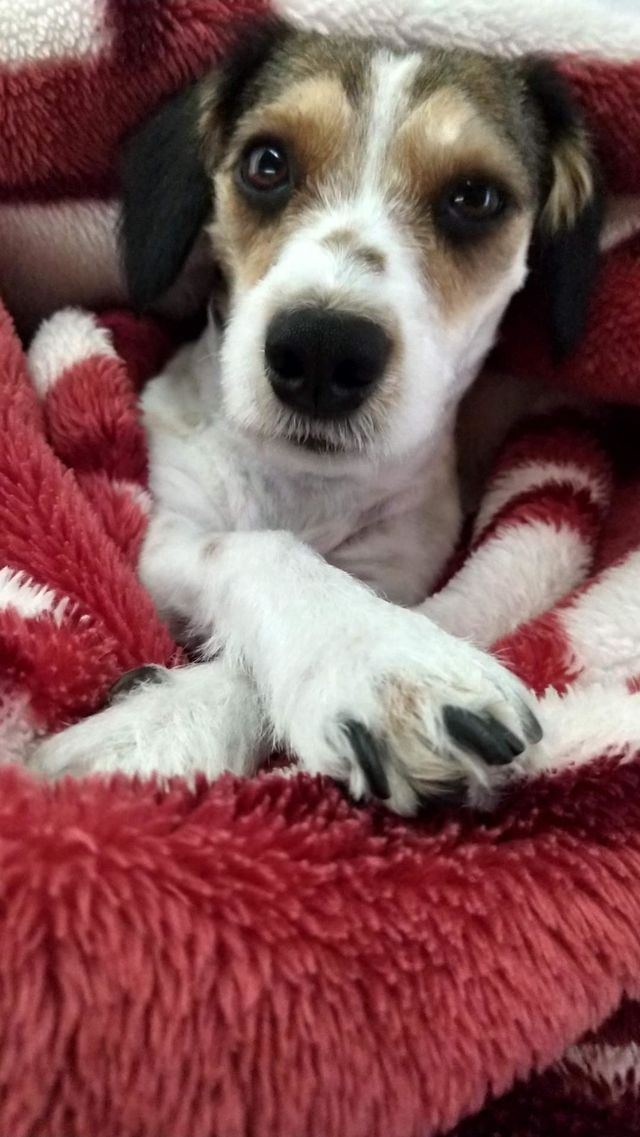 PET SRD
