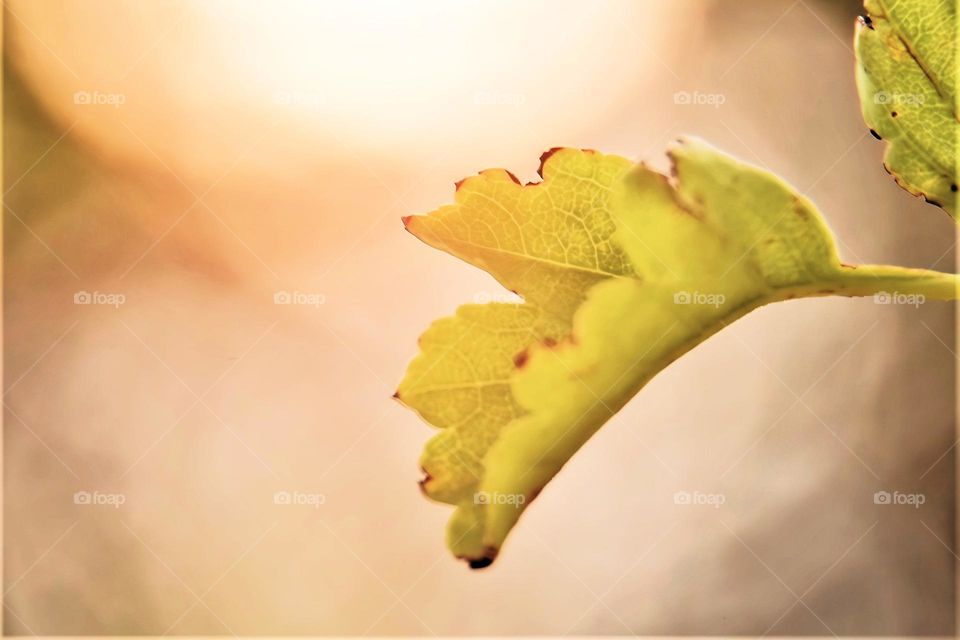 close up picture from an autumn leaf in the sum with pastel colored bokeh background