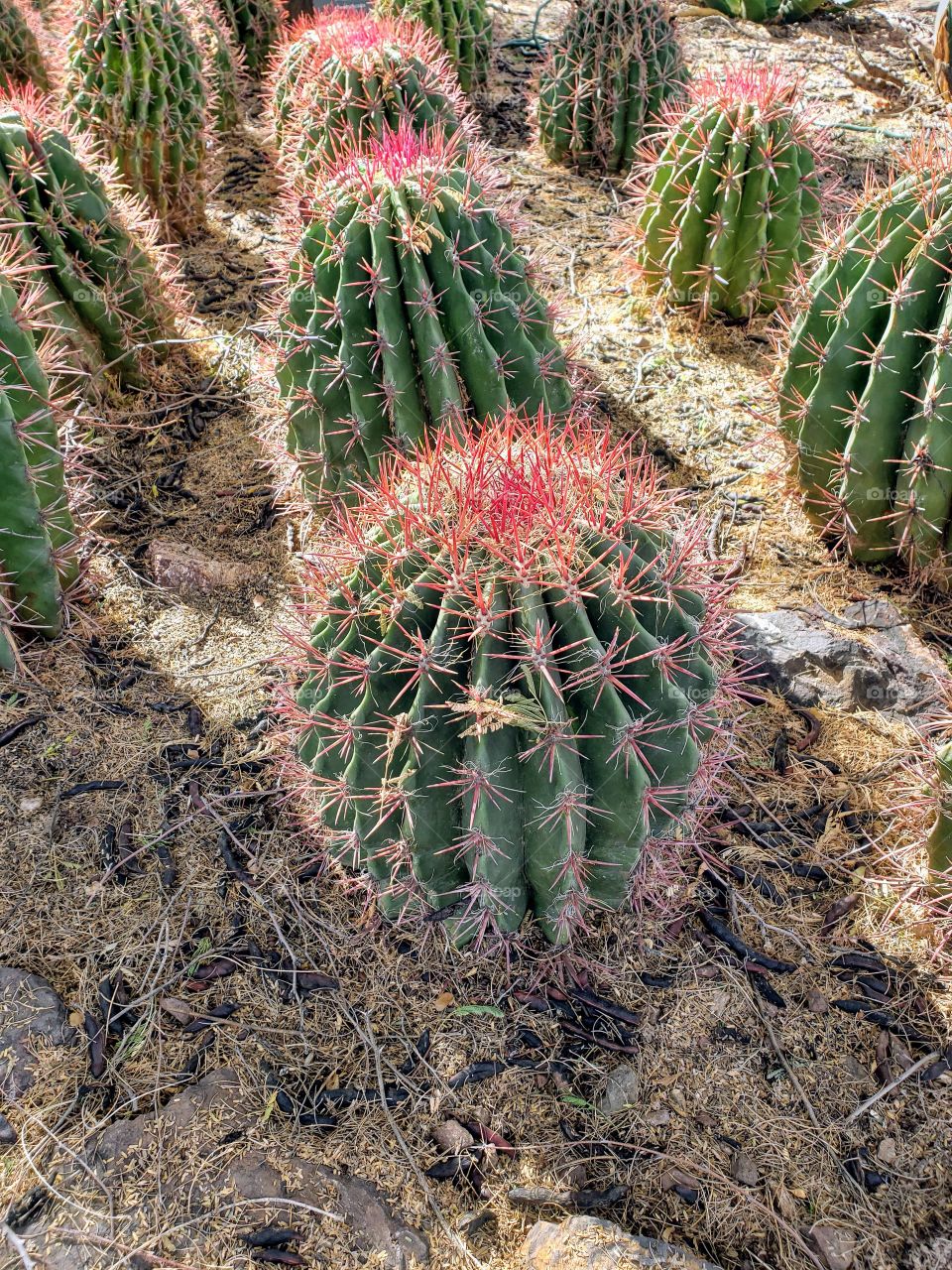 cacti