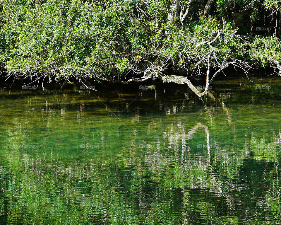 Tree reflection