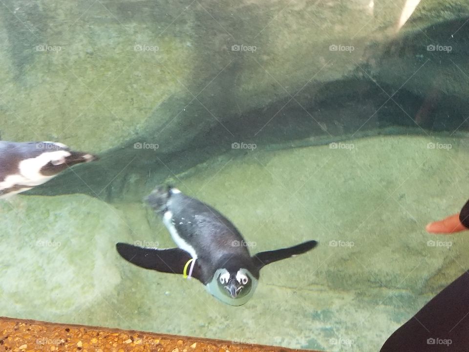 Penguin at Lincoln Park Zoo
