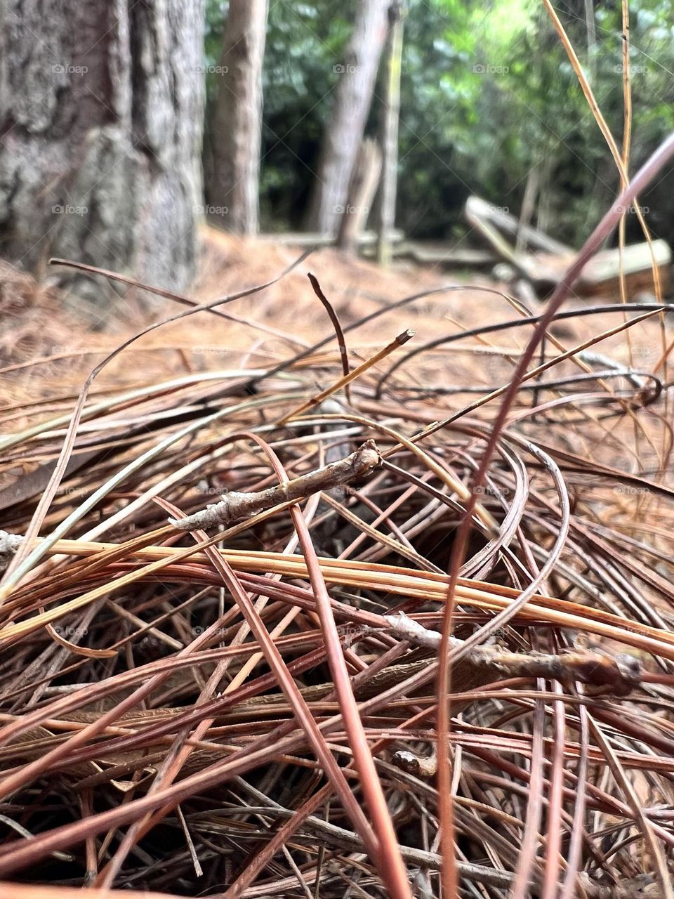 forest floor of straw