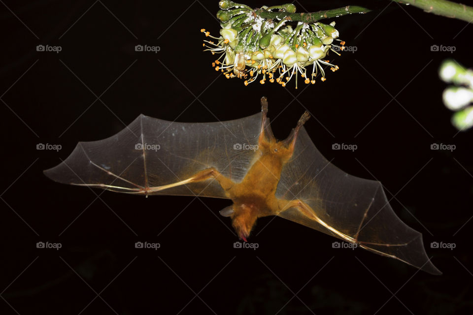 A flying bat in search of food at night