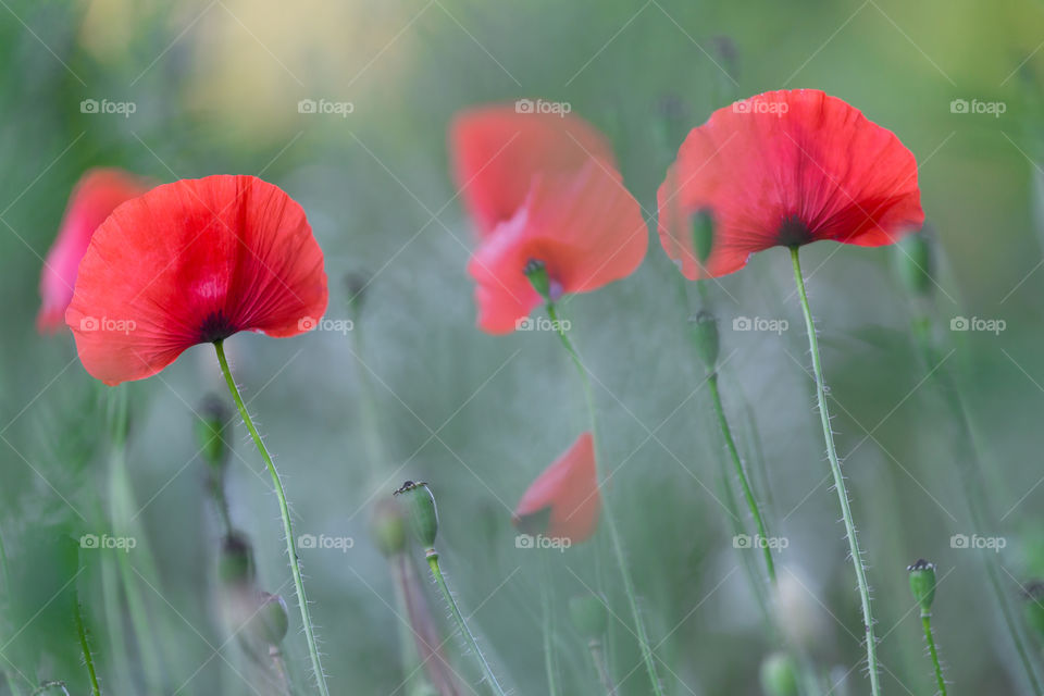 Poppies in the field, closeup portrait