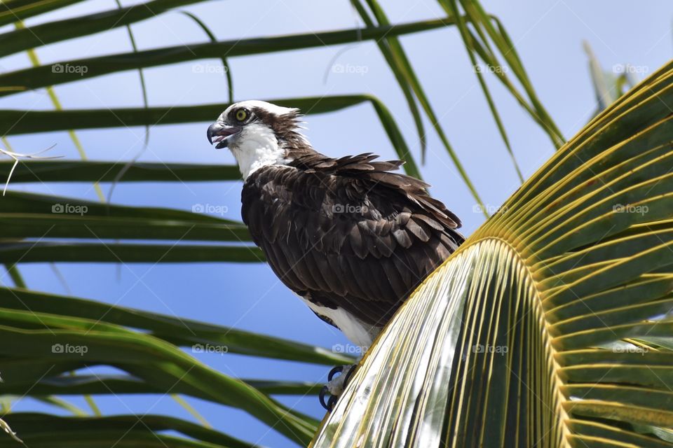 Young osprey looking for mom and dad