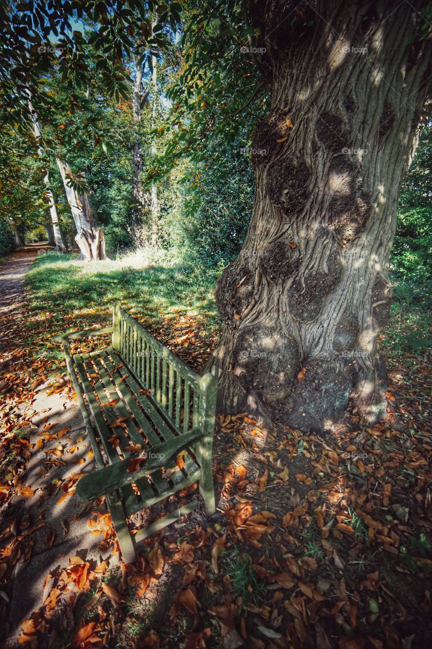 Bench. Path through forest 