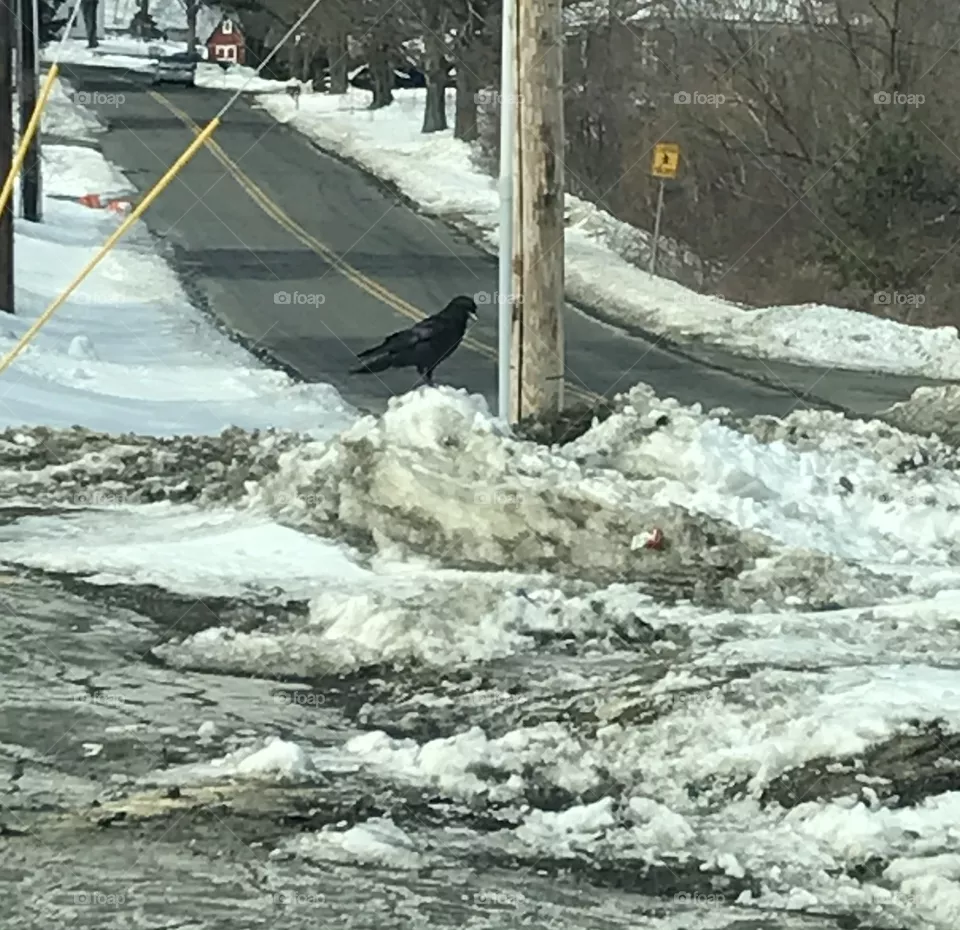 American Crow
