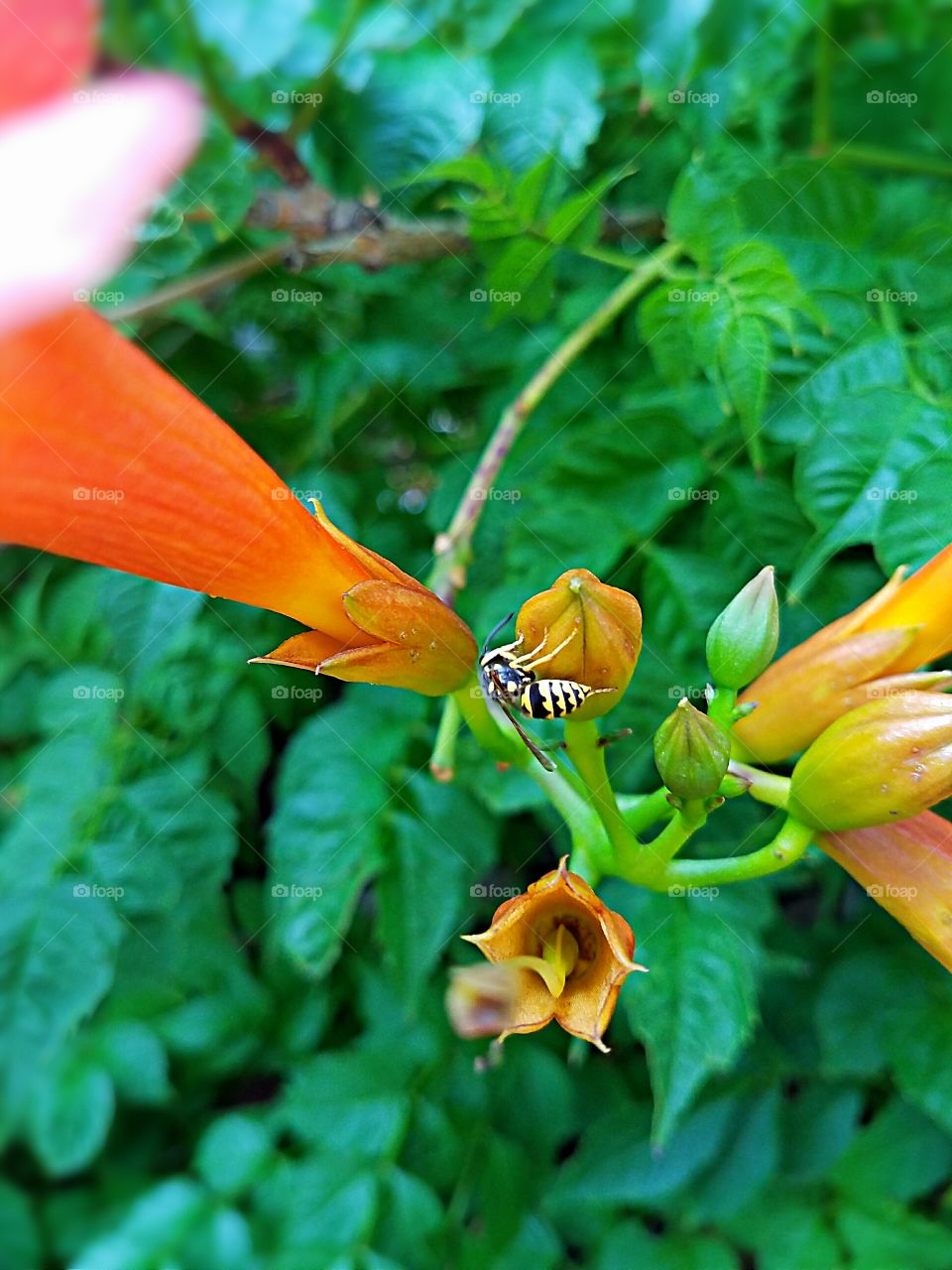 Bee on bloom orange