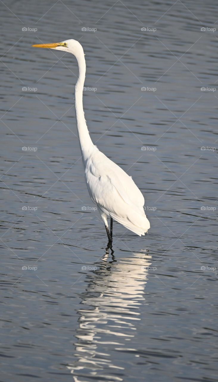 Egret