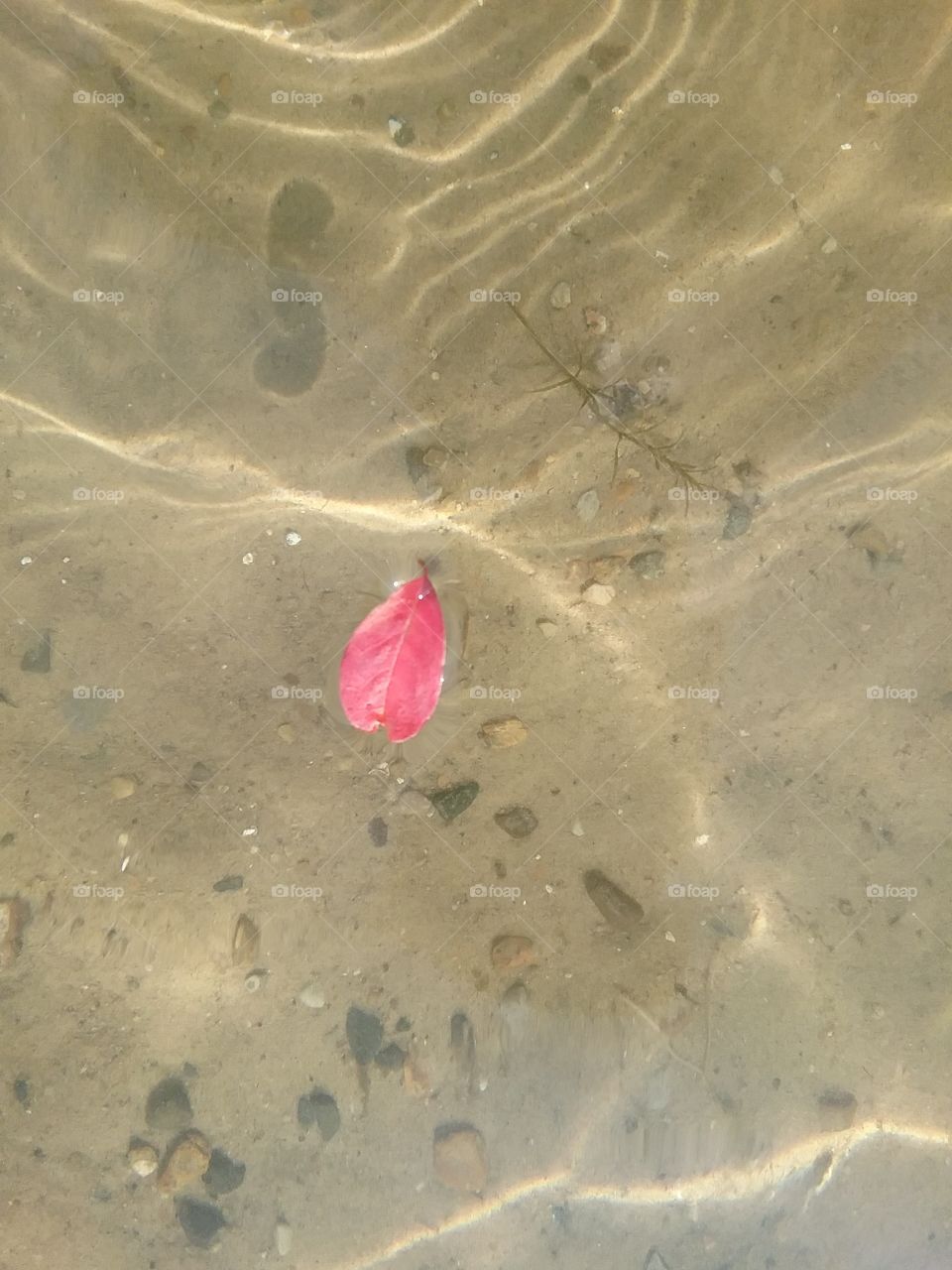 heart shaped leaf-I love water