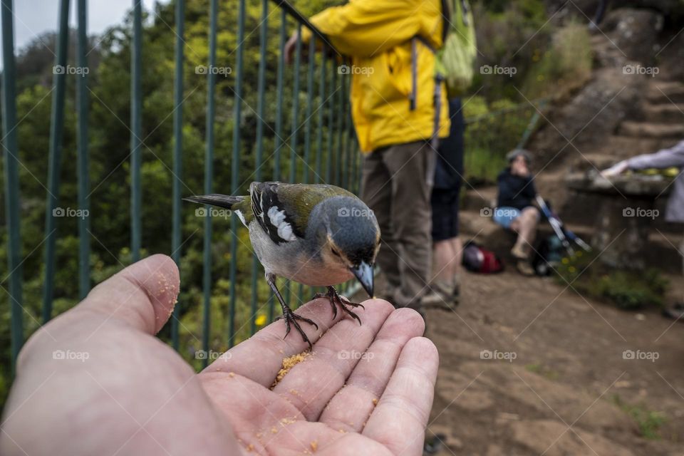 a bird eats in a person's hand and there are other people nearby