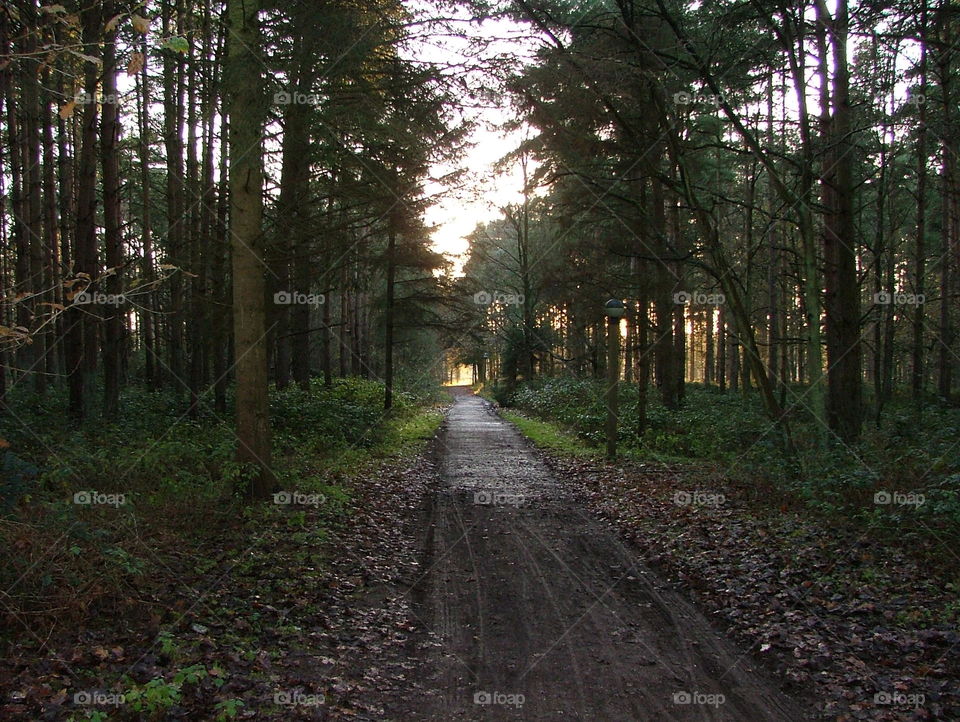 Forest track 