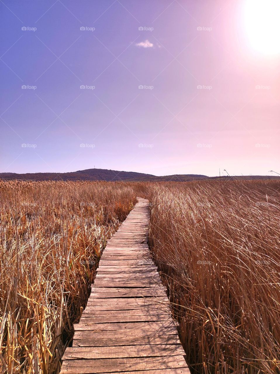 Beautiful landscape in the autumn sun with a wooden path going trough high yellow grasses and a lovely blue sky with a single small cloud