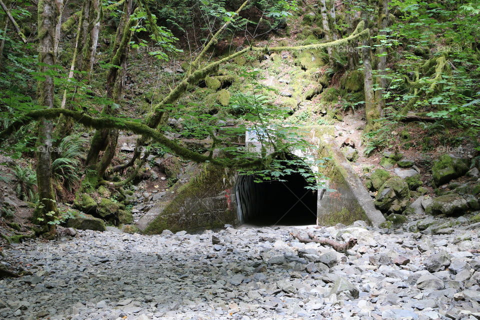 Culvert walkway and moss covered tree branches in Goldstream Provincial Park, Vancouver Island