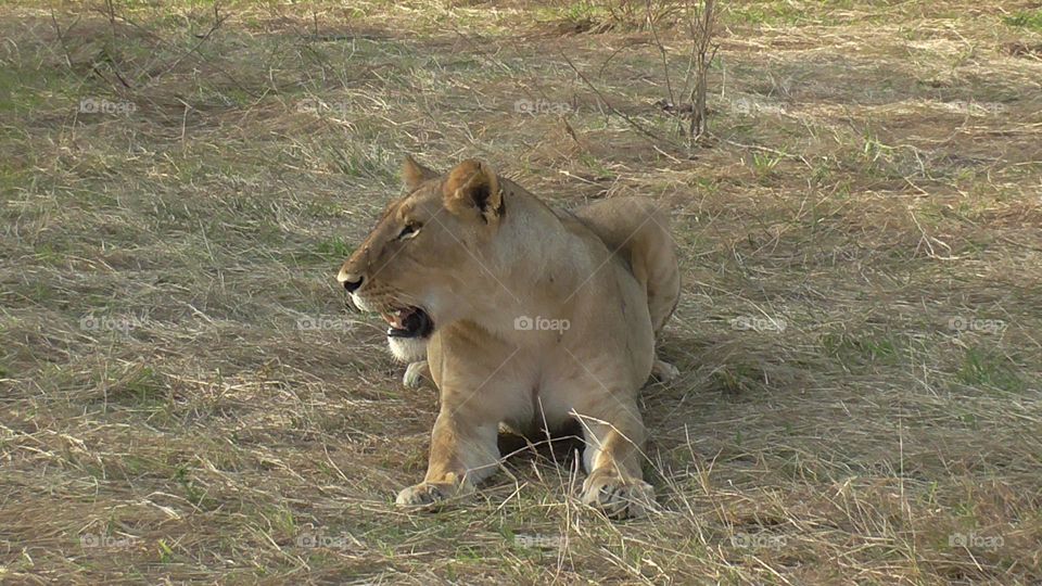 Lioness resting in the grass