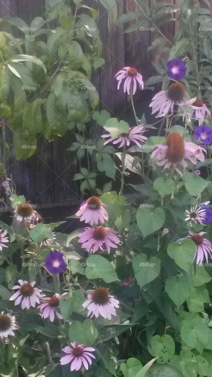 Echinacea