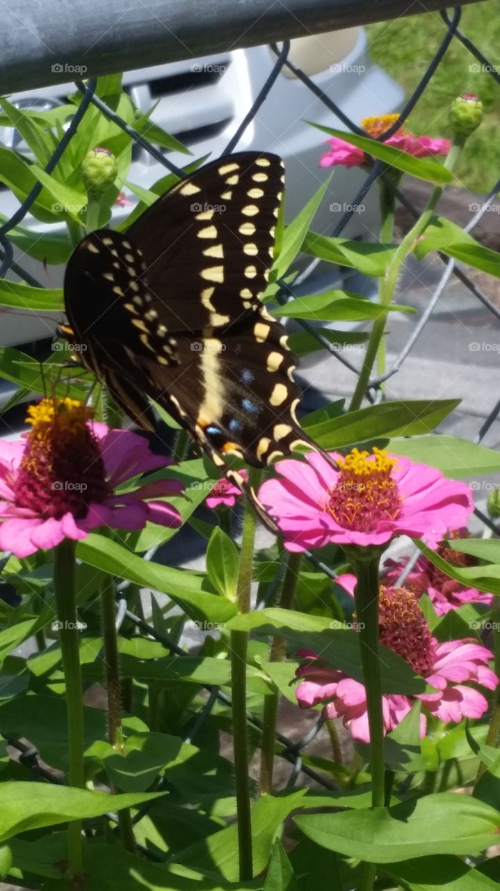 Flowers and Butterflies. Sitting outside enjoying the weather