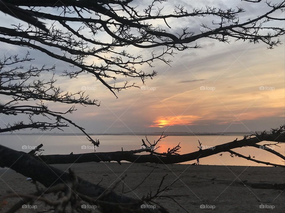 Beach sunset with branches