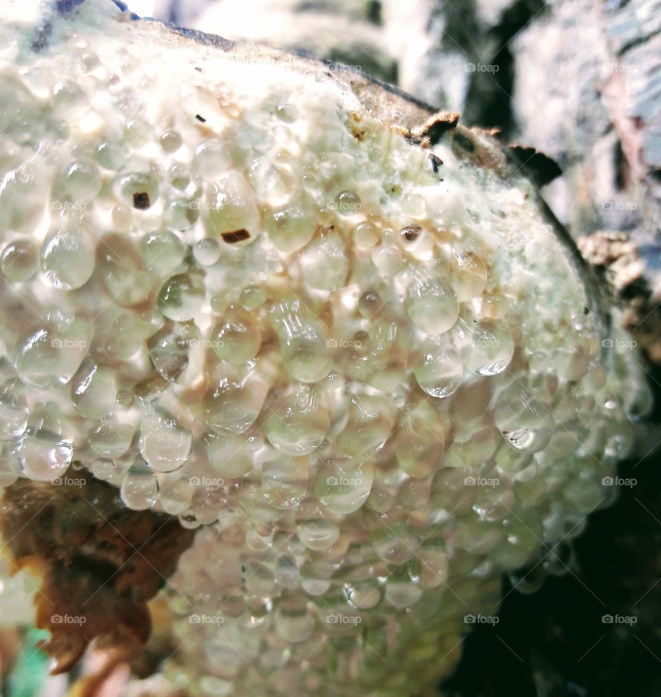 Wet fungus