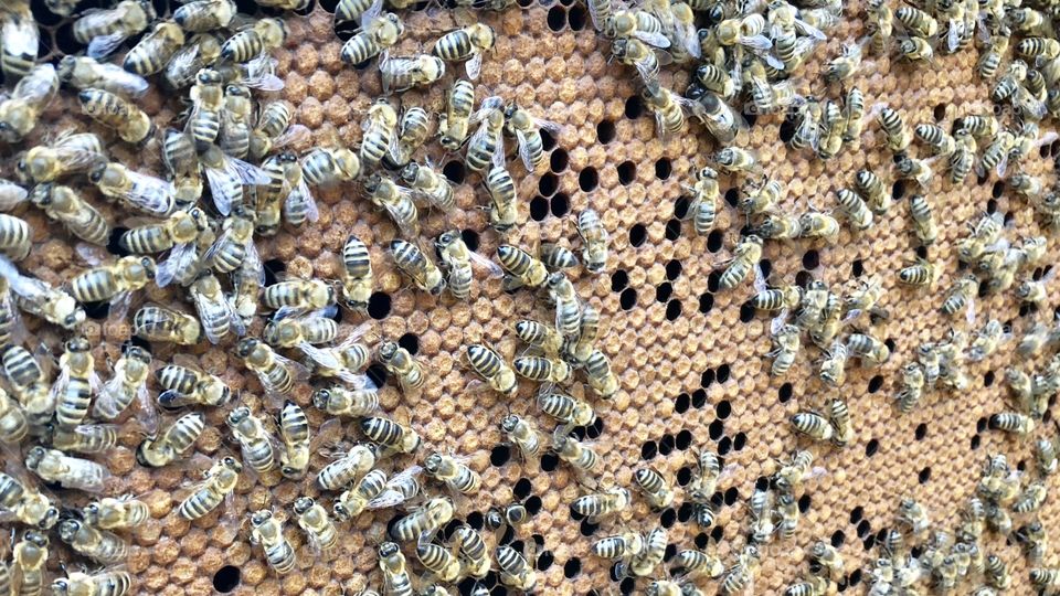Gorgeous Pattern, Great Brood Pattern, Wall to Wall, Capped Brood, Brood, Sealed Brood, Bees, honeybees, apis malefera, apis, insects, bugs, wings,