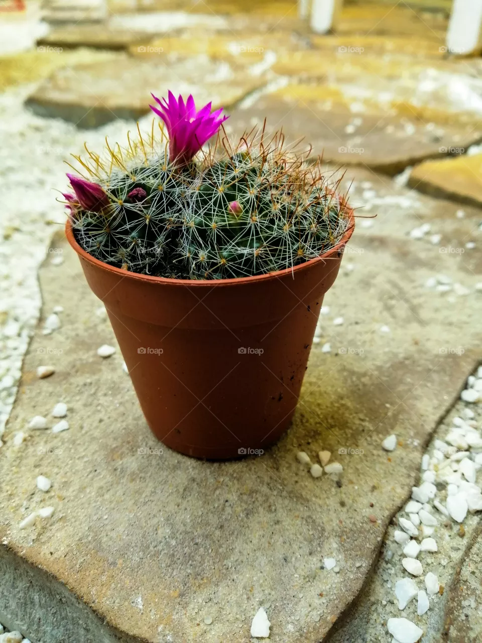 Cactus