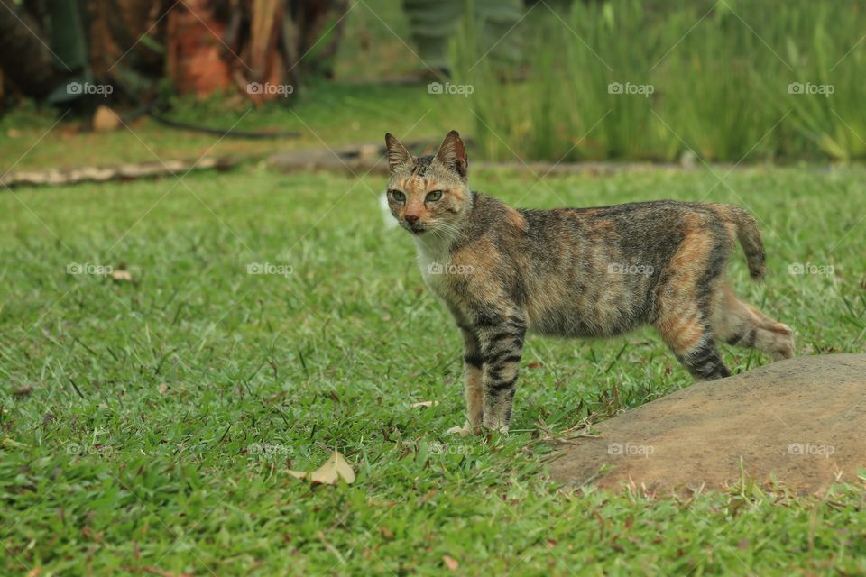 A cat on a green field