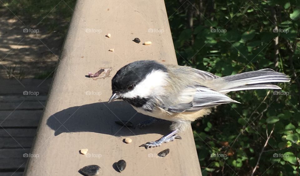 Bird, Wildlife, Nature, No Person, Animal