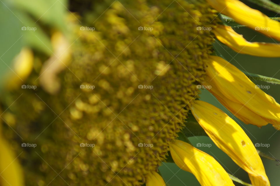 Close up sunflower 