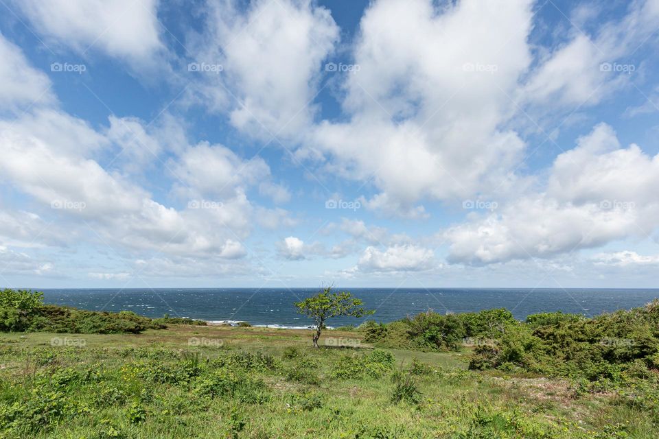 Beautiful clouds over the ocean frames the coast and the lonely tree 