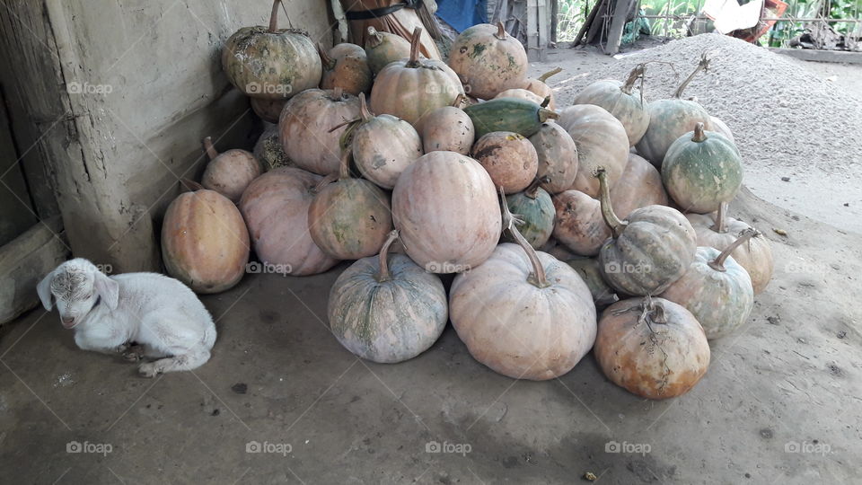 Pumpkin stock and laying near a goat kid.