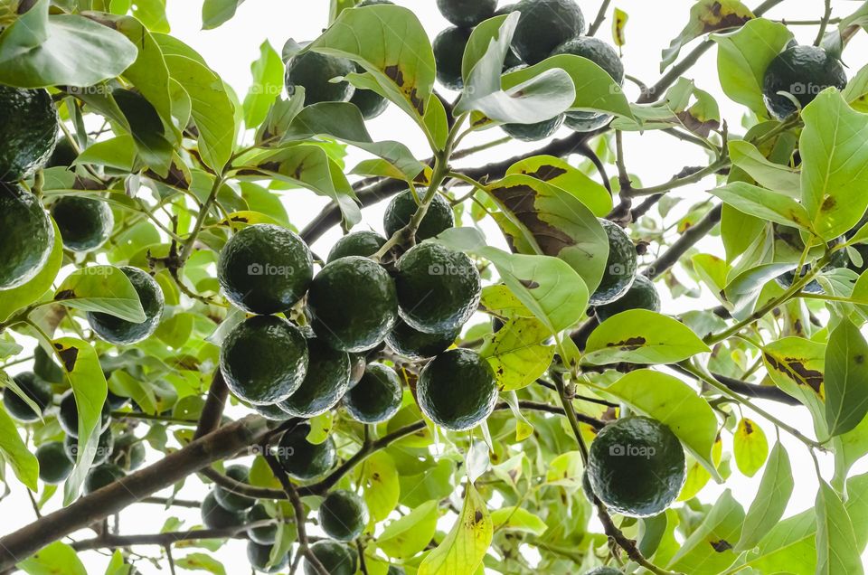 Avocadoes On Tree