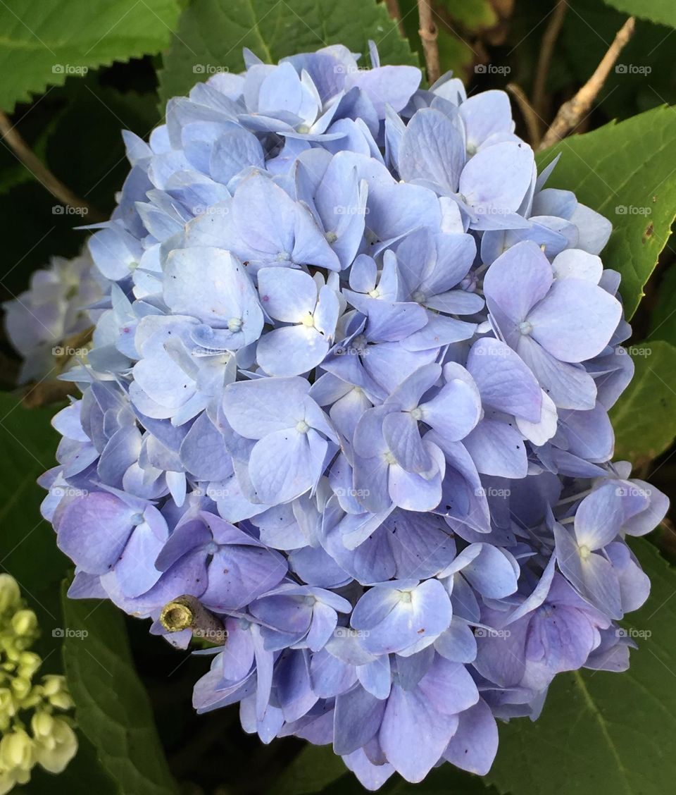 Blue Hydrangea 